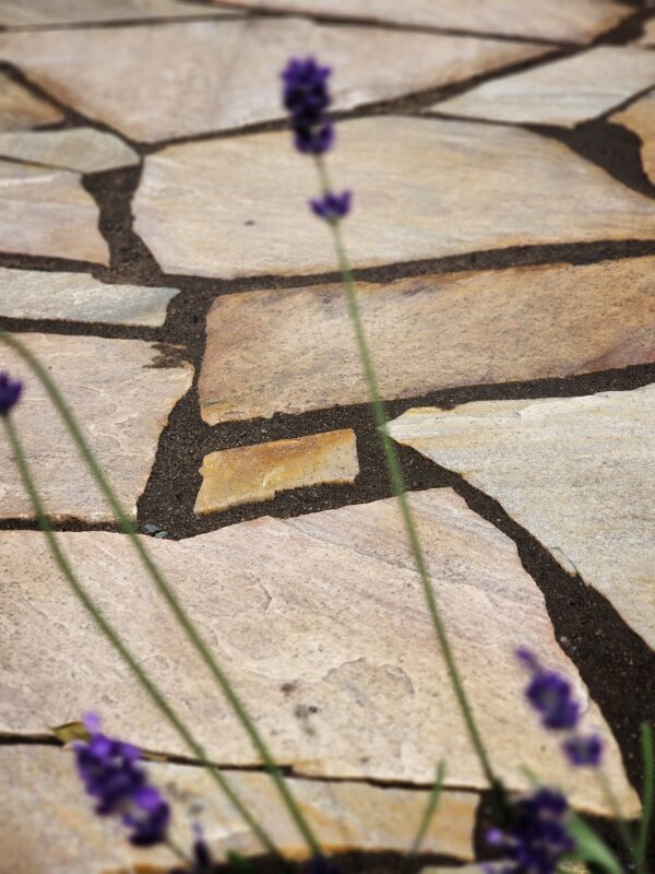 Albino Yellow Platten – Bild 2